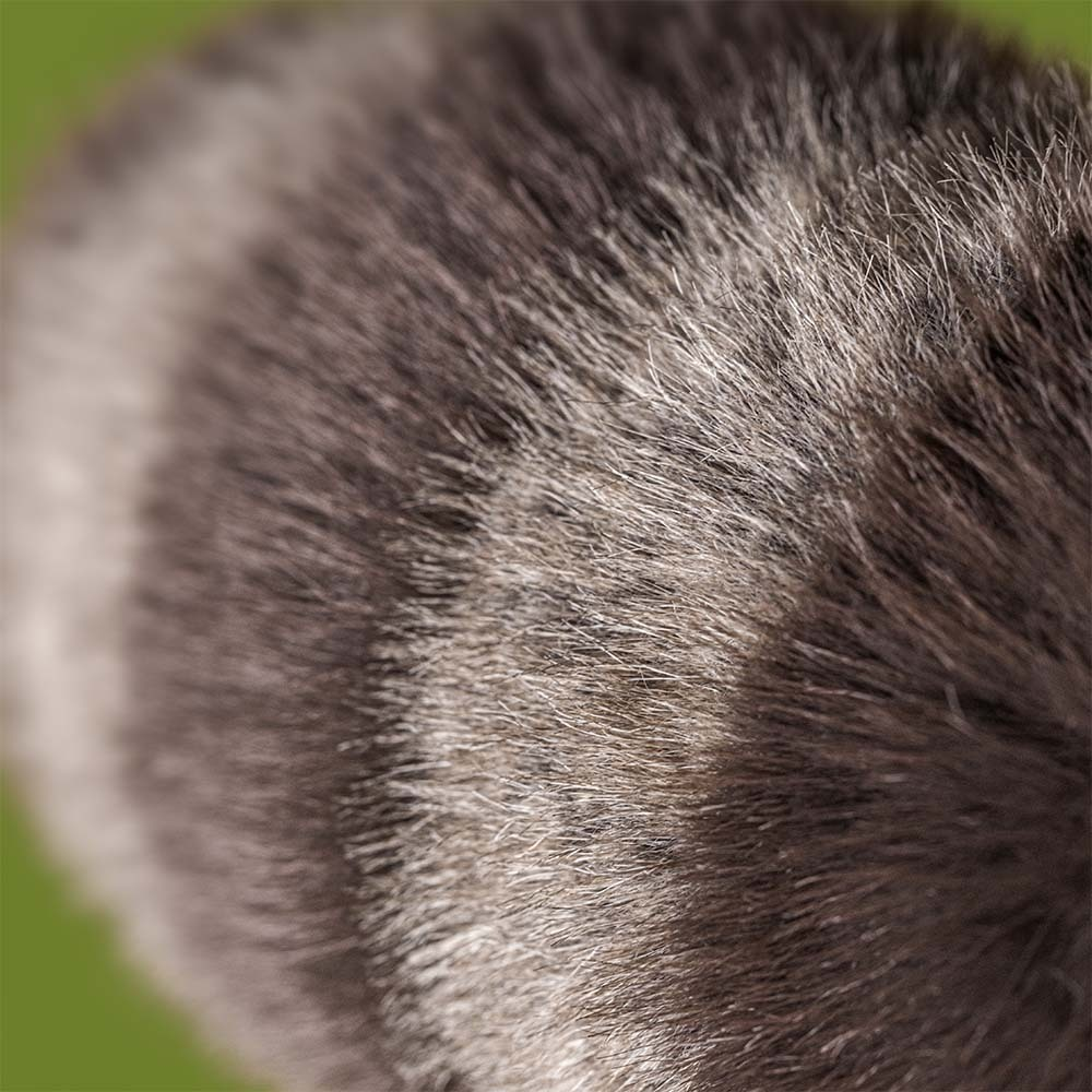Trixiwoo Raccoon soft toy angled view showing ringed tail
