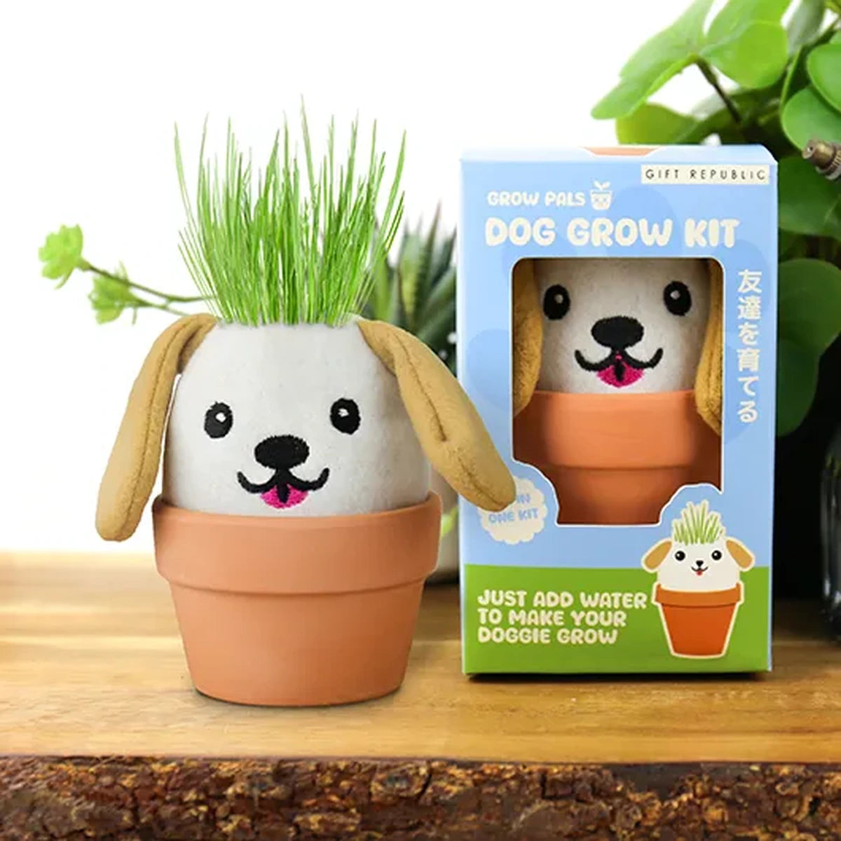 Dog grow pal in a terracotta pot with grown grass hair and its box