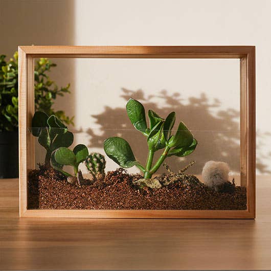 Vertical Garden kit planted with succulents in sunlit wooden frame