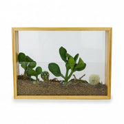 Vertical Garden wooden frame planted with succulents on white background