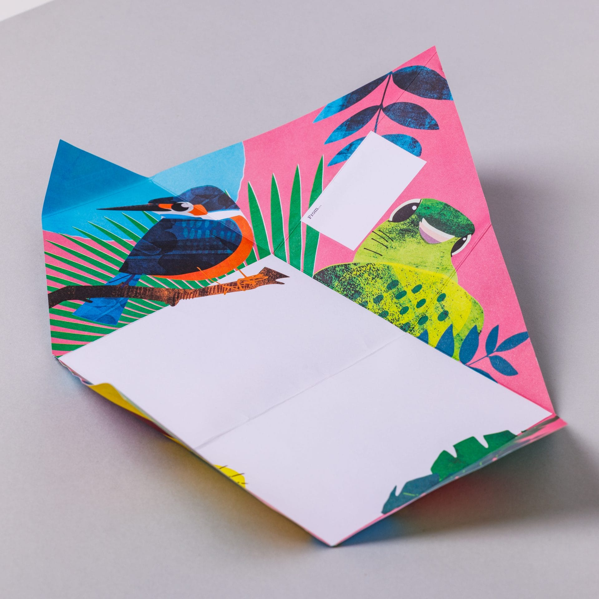 Unfolded Wild Lives Pigeon with colourful tropical bird interior on grey background